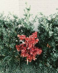 High angle view of red flowering plant