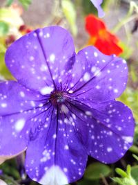 Close-up of purple flower blooming outdoors