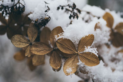 Close-up of frozen plant during winter
