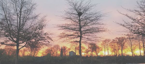 Silhouette of trees at sunset