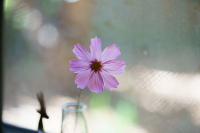 Close-up of pink cosmos flower