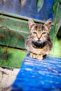 Portrait of cat sitting outdoors