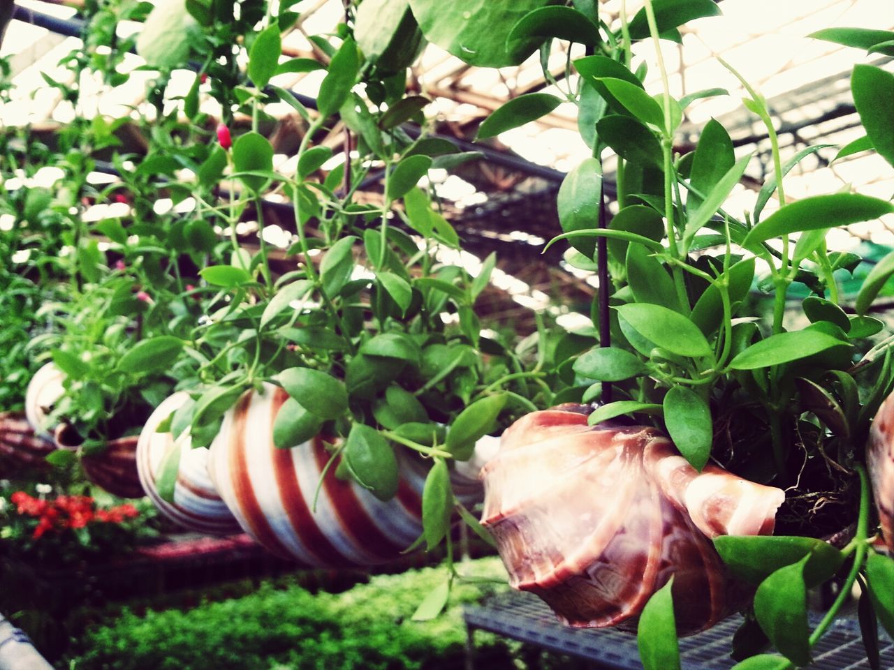 leaf, growth, plant, green color, freshness, food and drink, close-up, nature, vegetable, growing, outdoors, food, day, no people, healthy eating, agriculture, beauty in nature, sunlight, front or back yard, field