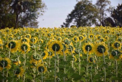 Close-up of yellow flowers in field