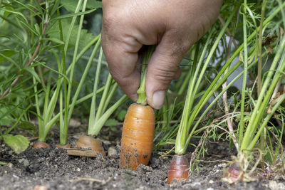 Midsection of man holding plants