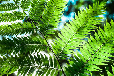 Close-up of fern leaves