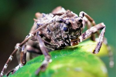 Close-up of insect on leaf