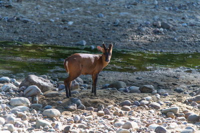 Barking deer in jim corbett national park