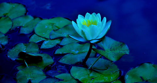 Close-up of blue water lily on plant