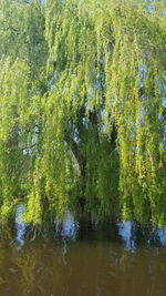 Reflection of trees in water