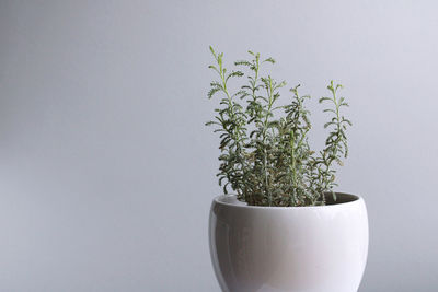Close-up of potted plant against white background