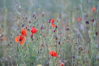 Close-up of poppy flowers growing in field