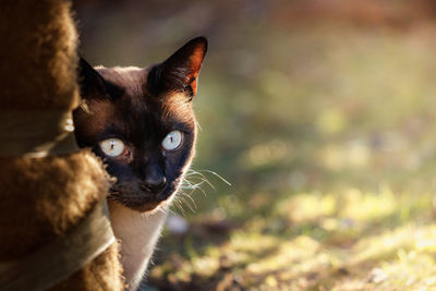 Close-up portrait of a cat