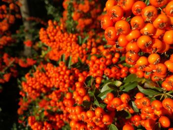Rowanberry. close-up of orange fruits