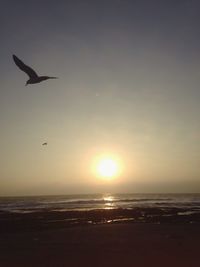 Seagull flying over beach against sky during sunset