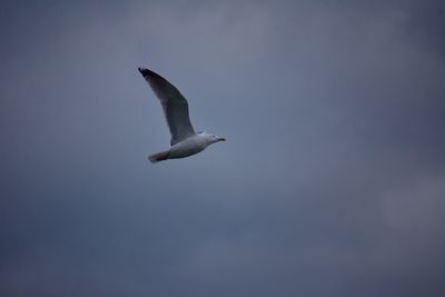 Seagull on the cloudy sky background