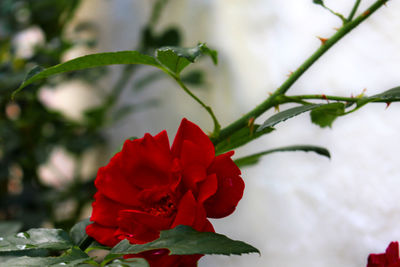 Close-up of red flowering plant