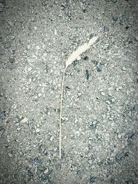 High angle view of feather on road