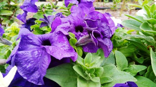 Close-up of purple flowers