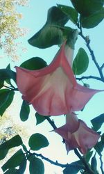 Close-up of pink flower