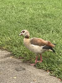 Duck on a field