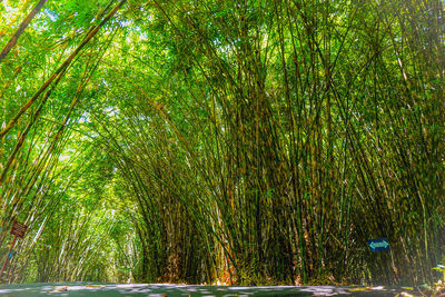 Scenic view of trees in forest