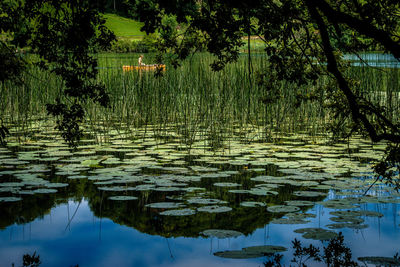 Reflection of trees in lake