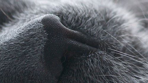 Close-up of cat
