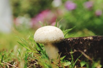 Close-up of mushroom growing on field