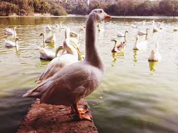 Swans swimming in lake