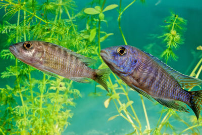 Close-up of fish swimming in sea