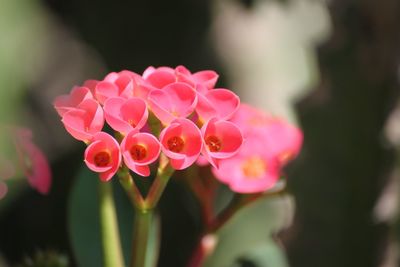 Close-up of pink flowering plants in park