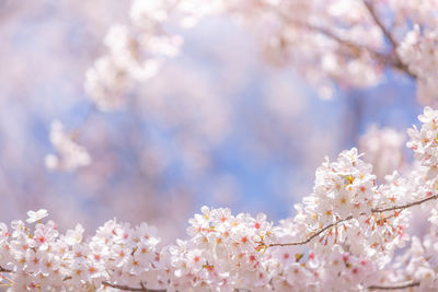 Close-up of cherry blossom tree