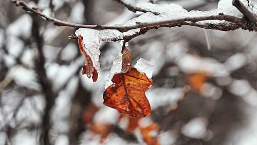 Close-up of frozen leaves on tree during winter