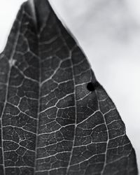 Close-up of leaf