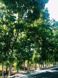 View of trees in park