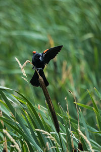 Close-up of ladybug on plant