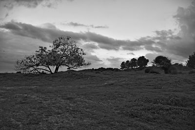 Trees on field against sky