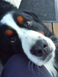 Close-up portrait of a dog