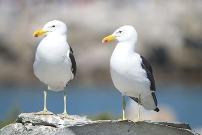 High angle view of seagulls perching
