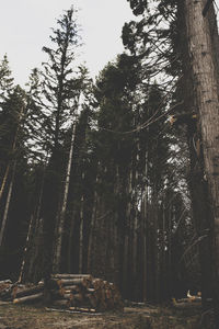 Low angle view of trees in forest against sky