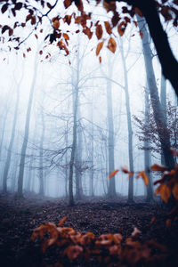 Autumn leaves on tree trunk during winter