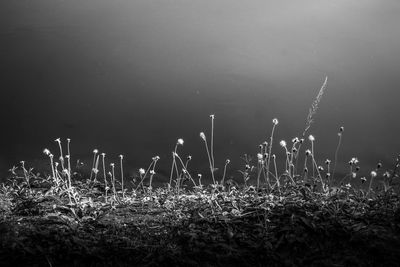 Grass against sky at night