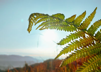 Close-up of leaves on tree against sky