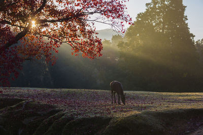 Nara park and deer in the autumn colors