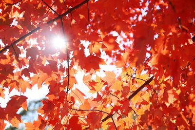 Low angle view of sunlight streaming through tree during autumn