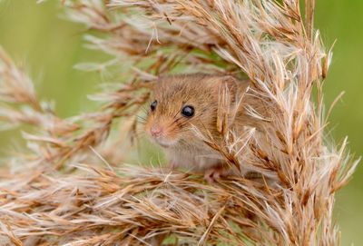 Harvest mouse in a sheaf of wheat