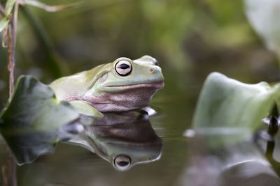 The australian green tree frog or dumpy tree frog, with natural and colorful background.