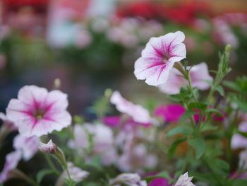 Close-up of pink flowering plant