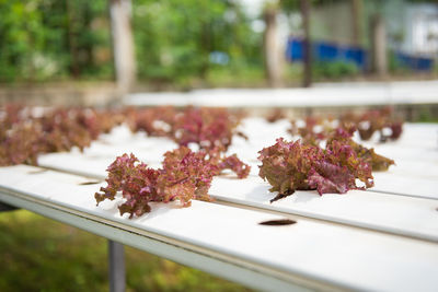 Close-up of pink flowering plant on table